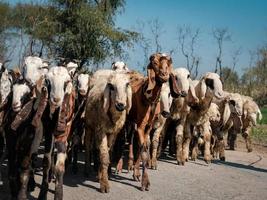 troupeau de moutons au pakistan photo