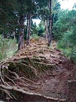 racines d'arbres forestiers sur la route d'escalade de prau, centre de java photo