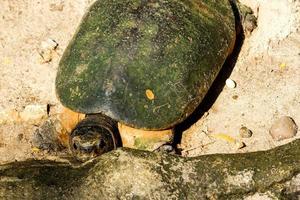La carapace de kuya, également connue sous le nom de tortue carapace ou cuora amboinensis, est également connue sous le nom de tortue-boîte amboina ou tortue-boîte d'Asie du Sud-Est. photo