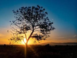 silhouette d'arbre avec le lever du soleil le matin photo