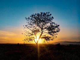 silhouette d'arbre avec le lever du soleil le matin photo