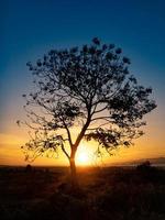 silhouette d'arbre avec le lever du soleil le matin photo