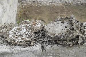 un ancien nid souterrain de guêpes vespula vulgaris. photo