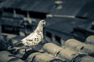 pigeon blanc sur le toit à angra dos reis brésil.