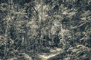 sentier de randonnée dans la forêt tropicale naturelle de la jungle ilha grande brésil. photo