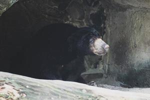 un ours du soleil qui est dans le zoo de jakarta. photo