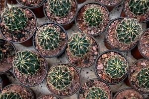 beaucoup de petites plantes de cactus - collection de plantes de cactus en pot photo