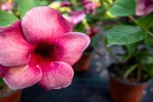 allamanda pourpre allamanda blanchetii plantes de jardin photo