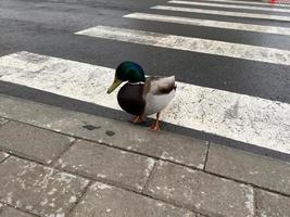 un bel oiseau de canard gris marche sur l'asphalte à un passage pour piétons traverse la route dans une grande ville photo