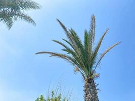 palmier vert contre le ciel bleu et les nuages blancs. fond de nature tropicale photo