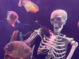 le poisson piranha nage autour du squelette humain dans un grand aquarium photo