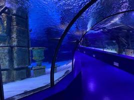 grand beau tunnel de verre rond sous l'eau dans l'aquarium avec différents poissons. concept tourisme, monde marin, plongée photo