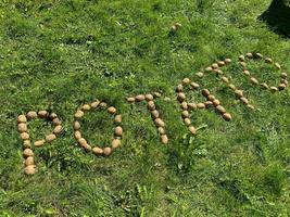 les pommes de terre d'inscription faites de lettres de jaune naturel belles pommes de terre féculentes saines mûres et savoureuses fraîches dans le sol sur l'herbe verte. l'arrière-plan photo