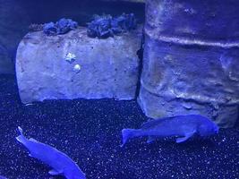 de beaux poissons multicolores nagent dans un aquarium ou sous l'eau dans l'océan sur un récif de corail. concept tourisme, vie marine, plongée photo