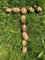 lettre t à base de belles pommes de terre féculentes saines et savoureuses jaunes naturelles fraîches dans le sol sur l'herbe verte. l'arrière-plan photo