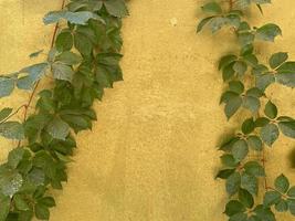 vieux mur de pierre avec des feuilles photo