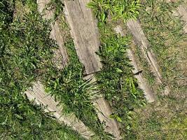 un ancien chemin de village abandonné bordé de rondins et envahi par l'herbe, des troncs d'arbres gisant sur le sol avec de l'herbe entre eux photo