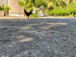 promenade de poulet brun dans la cour de campagne. journée ensoleillée, les pétales de fleurs de cerisier tombent au sol, les poulets picorent ou mangent des pétales de cerisier blancs photo