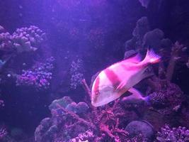 récif corallien et poissons tropicaux au soleil. aquarium de Singapour photo