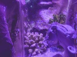 coraux, cailloux, chicots, petits rochers dans l'eau. une grande pieuvre à tentacules nage sous l'eau. poisson à sang froid dans l'aquarium photo