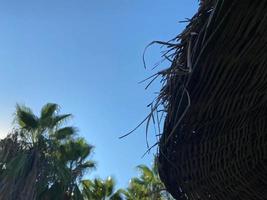 Low angle view of toit de chaume parasol contre ciel clair photo