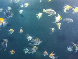 observation de la vie des poissons dans l'aquarium. de petits poissons exotiques, colorés et aux couleurs vives nagent ensemble sous l'eau. monde sous-marin des poissons marins photo