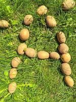 pommes de terre sur l'herbe verte. grosses pommes de terre bordées de la lettre a. alphabet comestible. lettres de légumes. produits végétaliens photo