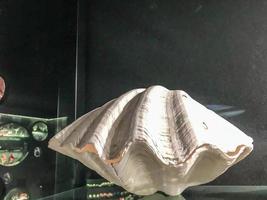 pièce de musée. une énorme coquille blanche sur un piédestal derrière une vitre. coquille avec perles précieuses à l'intérieur, exploitation minière et bijoux photo