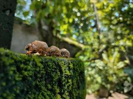 insectes qui quittent leurs coquilles corporelles photo