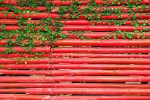 mur en bois rouge avec des plantes bouclées vertes. Chiang Mai, Thaïlande. photo