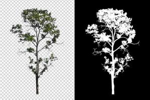 arbre sur fond d'image transparent avec chemin de détourage, arbre unique avec chemin de détourage et canal alpha sur fond noir photo