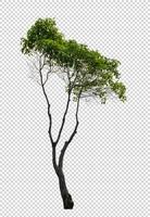 arbre sur fond d'image transparent avec un tracé de détourage photo