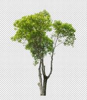 arbre sur fond d'image transparent avec un tracé de détourage photo