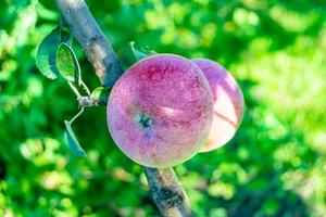 photographie sur le thème beau fruit branche pommier photo