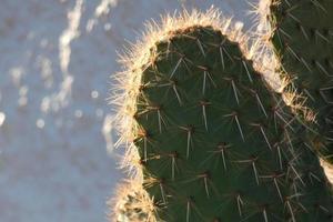 cactus rétro-éclairé typique des régions chaudes avec peu d'eau photo