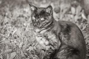 beau chat mignon aux yeux jaunes fond de nature verte minsk. photo