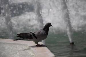 pigeon de la ville au bord de la fontaine photo