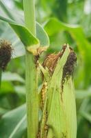 plants de maïs affectés par des ravageurs en raison d'une mauvaise récolte photo