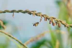 les abeilles volent parmi les fleurs à la recherche de nectar photo