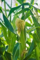 les plants de maïs prospèrent dans le champ, cultivateur de maïs photo