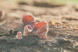 les champignons des bois se développent sur du bois mort ou patiné sur un fond magnifiquement flou photo