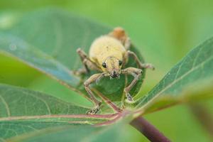 gros plan d'un coléoptère sur une feuille. Bug coléoptère jaune perché sur les feuilles de manioc photo