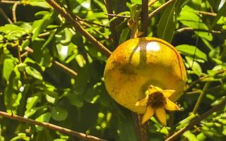 les grenades poussent sur l'arbre à puerto escondido mexique. photo