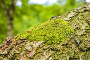 coup de détail de mousse sur une branche dans la forêt allemande. photo