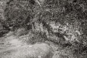 sentier de randonnée dans la forêt tropicale naturelle de la jungle ilha grande brésil. photo