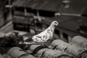 pigeon blanc sur le toit à angra dos reis brésil.