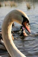 une vue d'un cygne muet photo