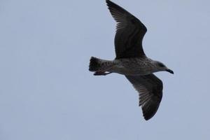 mouettes volant dans le ciel méditerranéen, oiseaux sauvages sur la côte catalane, espagne photo