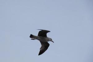 mouettes volant dans le ciel méditerranéen, oiseaux sauvages sur la côte catalane, espagne photo