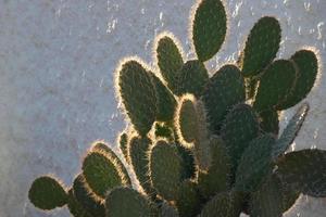 cactus rétro-éclairé typique des régions chaudes avec peu d'eau photo